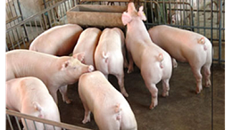 上海邦森技术分享养猪的根本是提高猪的非特异性免疫力