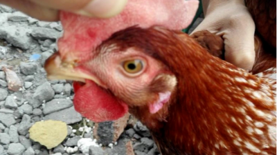 鸡群受凉感冒的11个因素