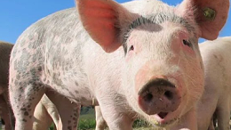 生猪期货持续上涨，新一轮猪价是否“大涨”-上海邦森